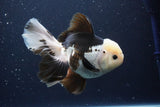 Thai Oranda  Panda 6 Inch (ID#1029To6b-114)