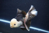 Thai Oranda  Panda 6 Inch (ID#1029To6b-114)