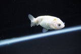 Baby Ranchu  Calico 2.5 Inch (ID#1126R9c-34) Free2Day SHIPPING