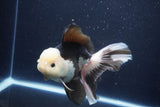 Thai Oranda  Panda 6 Inch (ID#1029To6b-114)