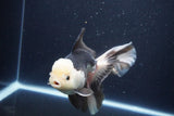 Thai Oranda  Panda 6 Inch (ID#1029To6b-114)