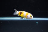 Baby Ranchu  Calico 2.5 Inch (ID#1126R9c-35) Free2Day SHIPPING