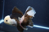 Thai Oranda  Panda 6 Inch (ID#1029To6b-114)