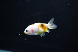 Baby Ranchu  Calico 2.5 Inch (ID#1126R9c-35) Free2Day SHIPPING