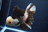 Thai Oranda  Panda 6 Inch (ID#1029To6b-114)