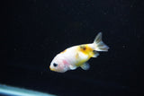 Baby Ranchu  Calico 2.5 Inch (ID#1126R9c-35) Free2Day SHIPPING