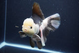 Thai Oranda  Panda 6 Inch (ID#1029To6b-114)