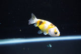 Baby Ranchu  Calico 2.5 Inch (ID#1126R9c-35) Free2Day SHIPPING