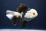 Thai Oranda  Panda 6 Inch (ID#1029To6b-114)