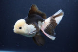 Thai Oranda  Panda 6 Inch (ID#1029To6b-114)