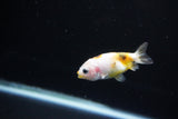 Baby Ranchu  Calico 2.5 Inch (ID#1126R9c-35) Free2Day SHIPPING