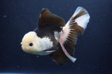 Thai Oranda  Panda 6 Inch (ID#1029To6b-114)