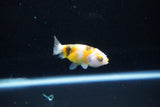 Baby Ranchu  Calico 2.5 Inch (ID#1126R9c-35) Free2Day SHIPPING