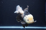 Thai Oranda  Panda 6 Inch (ID#1029To6b-114)