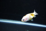 Baby Ranchu  Calico 2.5 Inch (ID#1126R9c-35) Free2Day SHIPPING