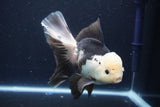 Thai Oranda  Panda 6 Inch (ID#1029To6b-114)