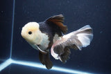 Thai Oranda  Panda 6 Inch (ID#1029To6b-114)