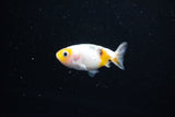 Baby Ranchu  Calico 2.5 Inch (ID#1126R9c-36) Free2Day SHIPPING