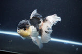 Thai Oranda  Panda 5.5 Inch (ID#1029To6a-115)