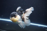 Thai Oranda  Panda 5.5 Inch (ID#1029To6a-115)