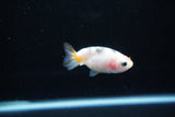 Baby Ranchu  Calico 2.5 Inch (ID#1126R9c-36) Free2Day SHIPPING