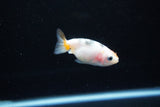 Baby Ranchu  Calico 2.5 Inch (ID#1126R9c-36) Free2Day SHIPPING