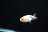 Baby Ranchu  Calico 2.5 Inch (ID#1126R9c-36) Free2Day SHIPPING