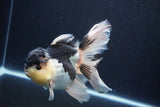 Thai Oranda  Panda 5.5 Inch (ID#1029To6a-115)