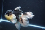 Thai Oranda  Panda 5.5 Inch (ID#1029To6a-115)