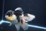 Thai Oranda  Panda 5.5 Inch (ID#1029To6a-115)