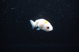 Baby Ranchu  Calico 2.5 Inch (ID#1126R9c-37) Free2Day SHIPPING