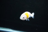 Baby Ranchu  Calico 2.5 Inch (ID#1126R9c-37) Free2Day SHIPPING