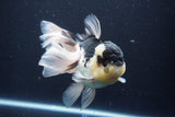 Thai Oranda  Panda 5.5 Inch (ID#1029To6a-115)