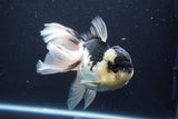 Thai Oranda  Panda 5.5 Inch (ID#1029To6a-115)