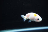 Baby Ranchu  Calico 2.5 Inch (ID#1126R9c-37) Free2Day SHIPPING