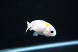 Baby Ranchu  Calico 2.5 Inch (ID#1126R9c-37) Free2Day SHIPPING