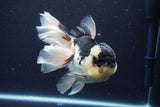 Thai Oranda  Panda 5.5 Inch (ID#1029To6a-115)