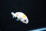 Baby Ranchu  Calico 2.5 Inch (ID#1126R9c-37) Free2Day SHIPPING