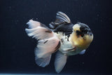 Thai Oranda  Panda 5.5 Inch (ID#1029To6a-115)