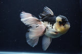 Thai Oranda  Panda 5.5 Inch (ID#1029To6a-115)