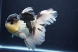 Thai Oranda  Panda 5.5 Inch (ID#1029To6a-115)