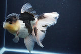 Thai Oranda  Panda 5.5 Inch (ID#1029To6a-115)