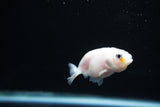 Baby Ranchu  Calico 2.5 Inch (ID#1126R9c-38) Free2Day SHIPPING