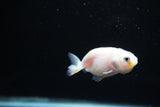 Baby Ranchu  Calico 2.5 Inch (ID#1126R9c-38) Free2Day SHIPPING