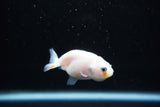 Baby Ranchu  Calico 2.5 Inch (ID#1126R9c-38) Free2Day SHIPPING