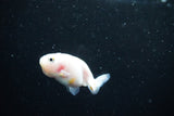 Baby Ranchu  Calico 2.5 Inch (ID#1126R9c-38) Free2Day SHIPPING