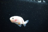 Baby Ranchu  Calico 2.5 Inch (ID#1126R9c-38) Free2Day SHIPPING