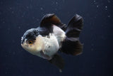 Thai Oranda  Panda 4.5 Inch (ID#1025To1b-72) Free2Day SHIPPING