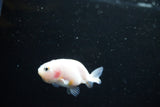 Baby Ranchu  Calico 2.5 Inch (ID#1126R9c-38) Free2Day SHIPPING