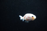 Baby Ranchu  Calico 2.5 Inch (ID#1126R9c-38) Free2Day SHIPPING